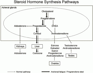 Hormone-Synthesis-Pathways