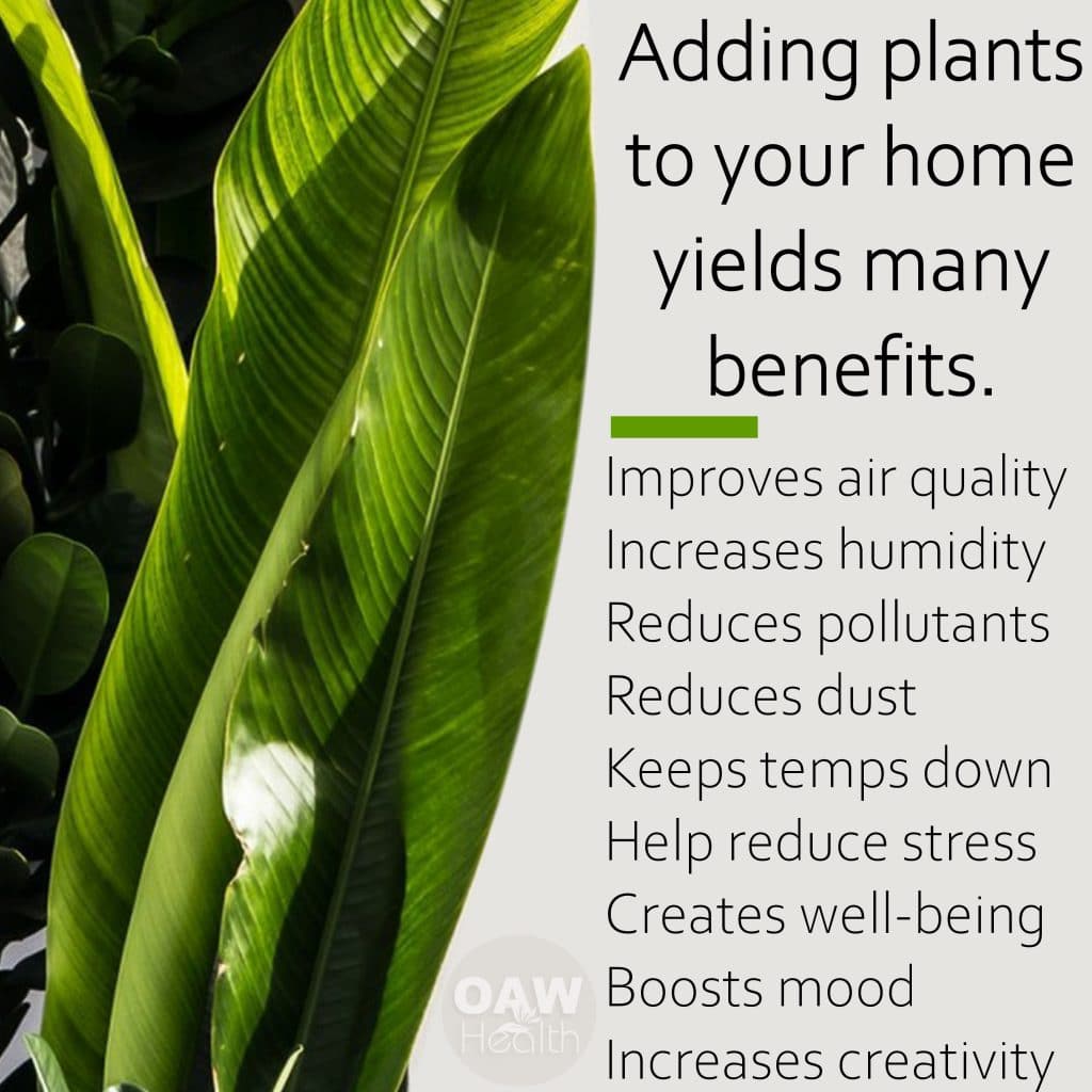 Adding Plants in Your Home