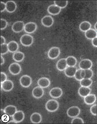 megahydrate-clustered-cells-2