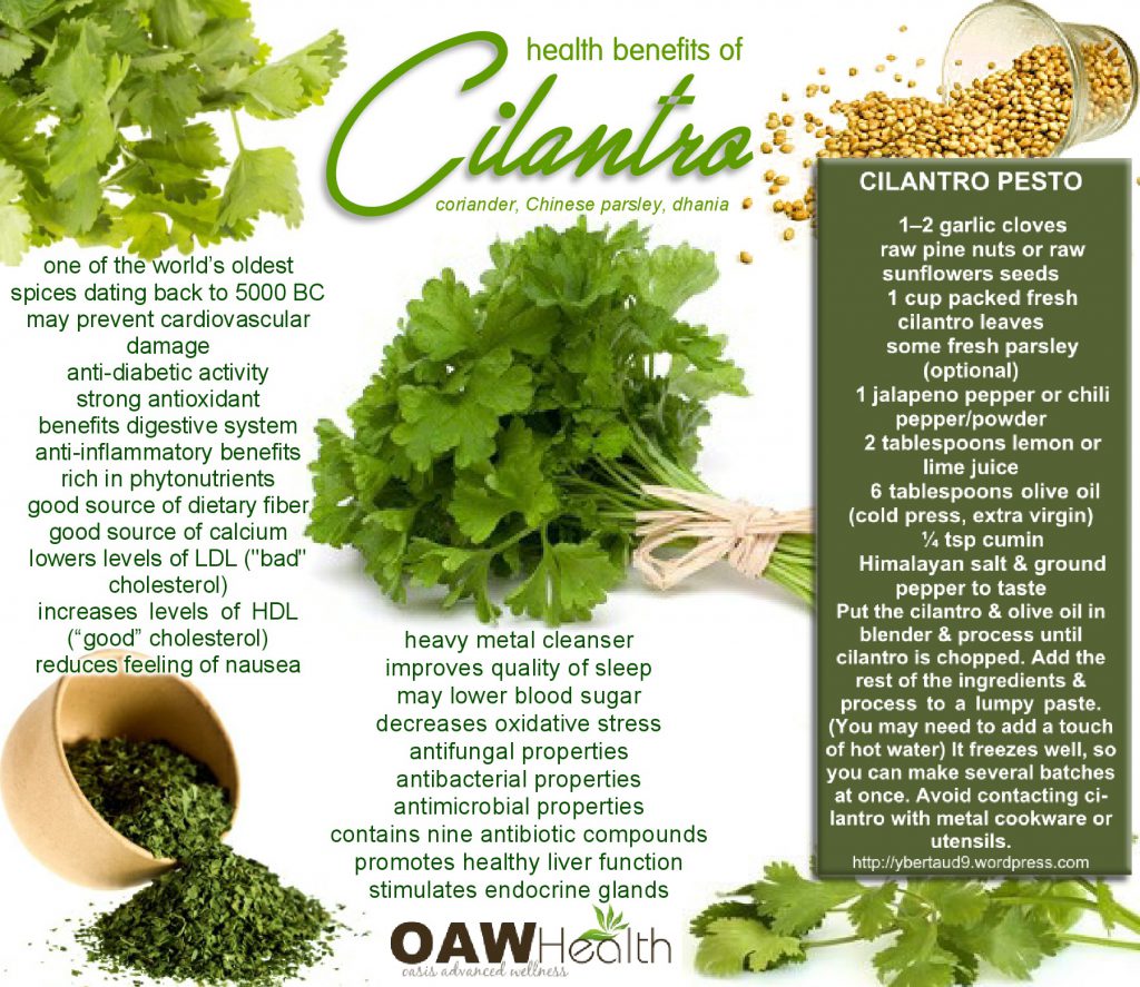 Awesome Health Benefits Of Cilantro Oawhealth