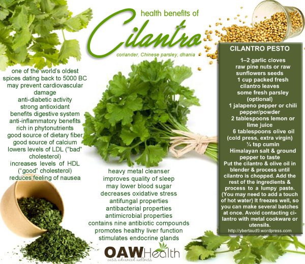 Awesome Health Benefits of Cilantro OAWHealth
