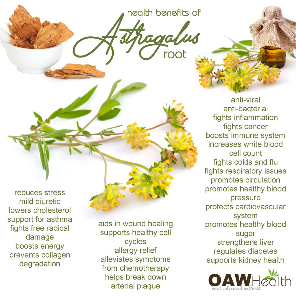 27 Health Benefits of Astragalus Root - OAWHealth